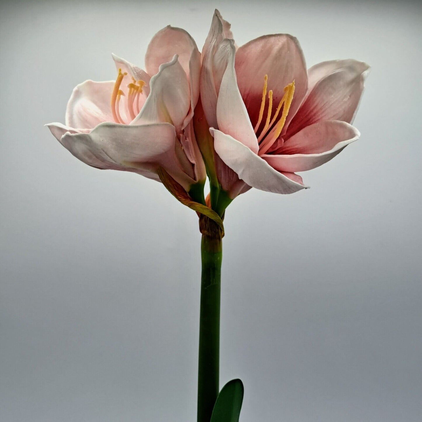 Flora künstliche Amaryllis Realtouch-Effekt Zwiebel beflockt Höhe 50cm