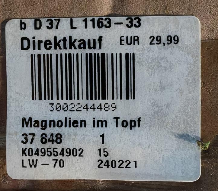 Künstliche Magnolie im Topf 57 cm Kunstpflanze Cremeweiß Dekopflanze E7