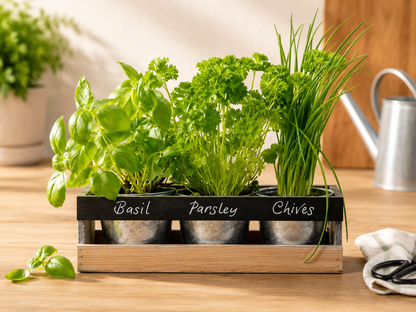 Viridescent Herb Garden Kit Kräutergarten Anzuchtset Kräuter Set Indoor B6