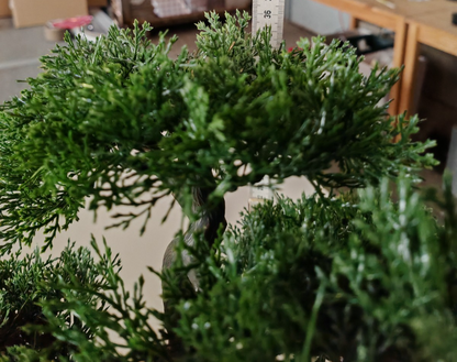 Künstlicher Bonsai Zypresse 36 cm Kunstbaum im schwarzen Topf Zimmerdeko E7