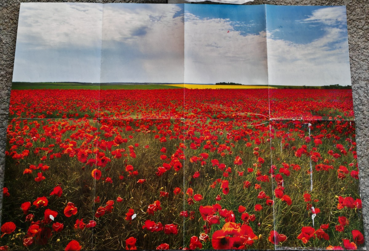 Puzzle Mohnwiese 1000 Teile Landschaft Blumenwiese Legepuzzle Erwachsene XXL D8