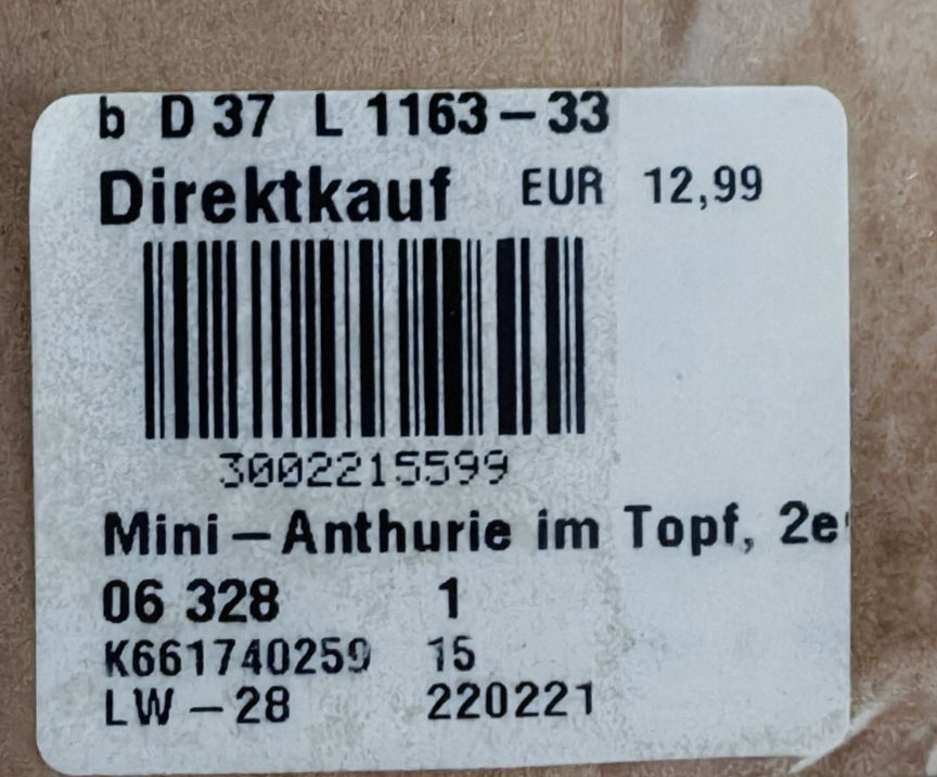 Künstliche Anthurie 2er Set Rot Weiß Kunstpflanzen im Topf 20 cm Deko E7